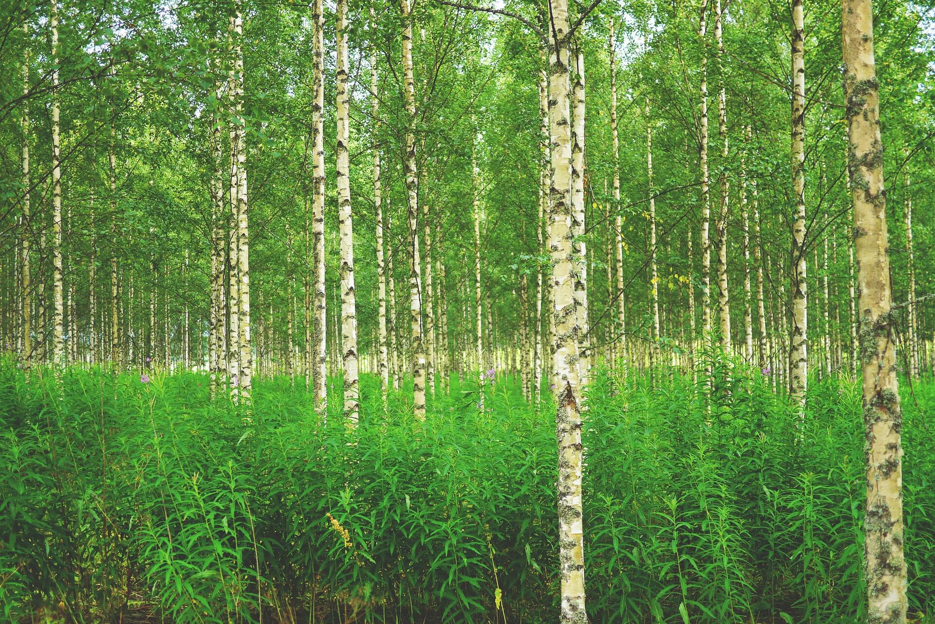 Altum Finland COP26 goals industry must act now